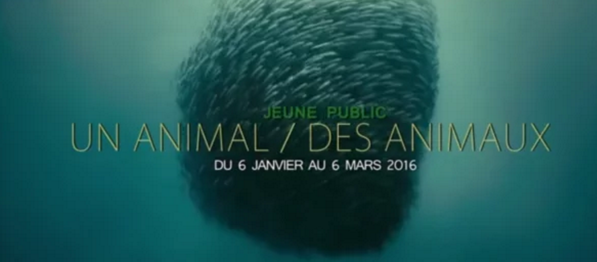 Un cycle Jeune Public dédié à l’observation animal, à la Cinémathèque Française