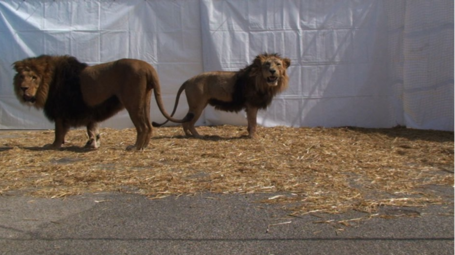 Videoforever : Animal, Animaux au Musée de la Chasse et de la Nature